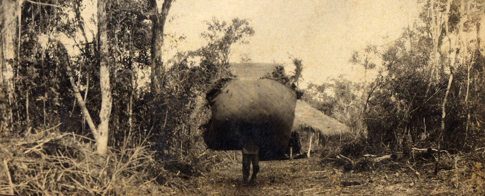 UMA BREVE HISTÓRIA (INDÍGENA) DA ERVA-MATE