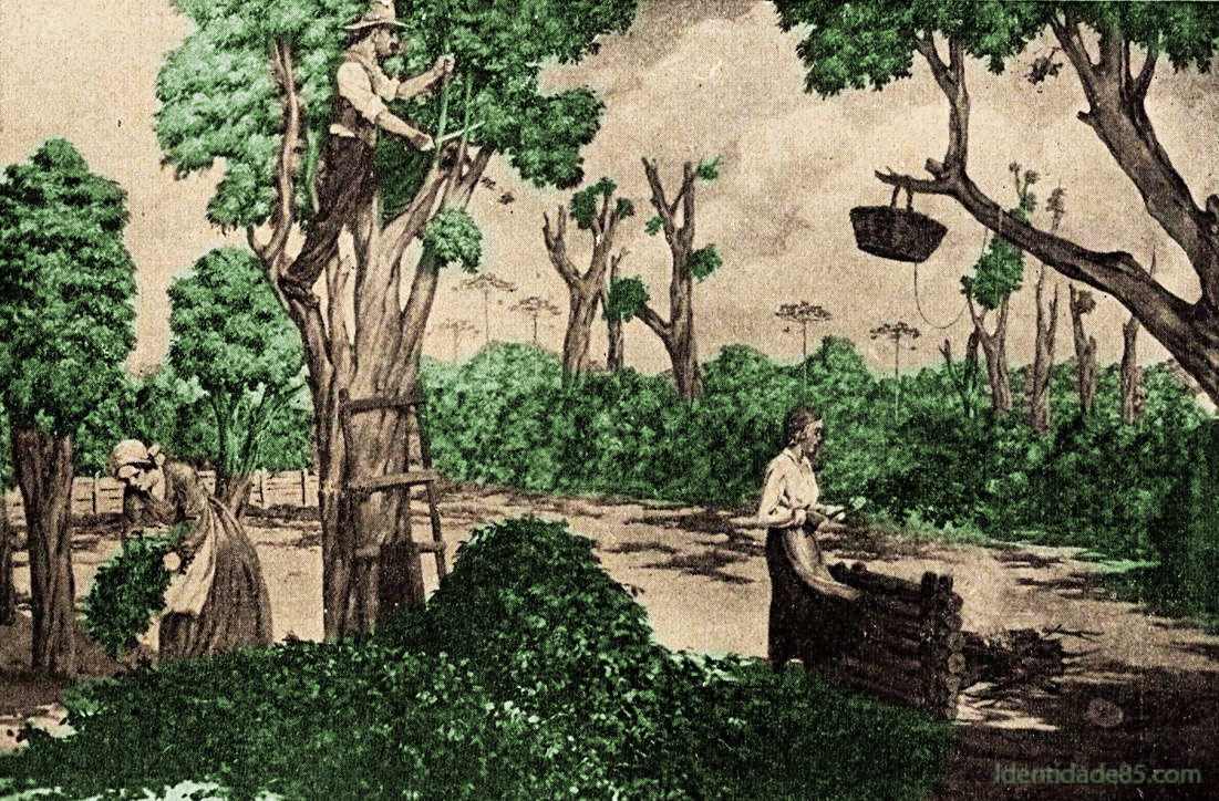 Os trabalhadores da erva-mate: entre imagens reais e ideais